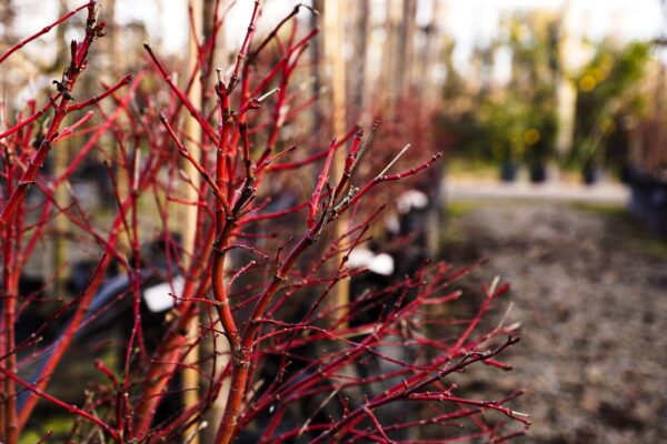 Acer palmatum 'Fjellheim' (Japanese Maple) red branches at Leafland