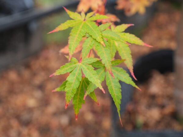 <i>Acer palmatum</i> 'Senkaki' - Image 7