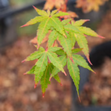 Acer palmatum 'Senkaki' leaves: vibrant green with red tips, showcasing the delicate texture of this Japanese maple.