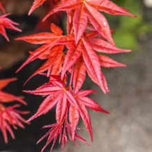 Acer palmatum 'Shin-deshojo'—vibrant red Japanese maple leaves with pointed lobes, showcasing the tree's spring color