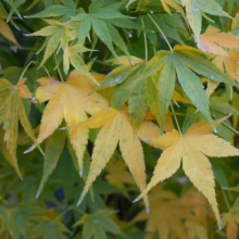 Acer palmatum 'Ukon' leaves transitioning from green to yellow, showing autumn color change, with pointed lobes.