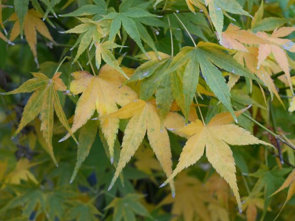 Acer palmatum 'Ukon' - Image 5