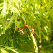 Acer palmatum var. dissectum 'Viridis' close-up: Delicate green, lacy leaves and tiny red flowers on a branch.