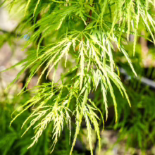Acer palmatum var. dissectum 'Viridis': Bright green, finely dissected foliage of this weeping Japanese maple, creating a soft, cascading effect