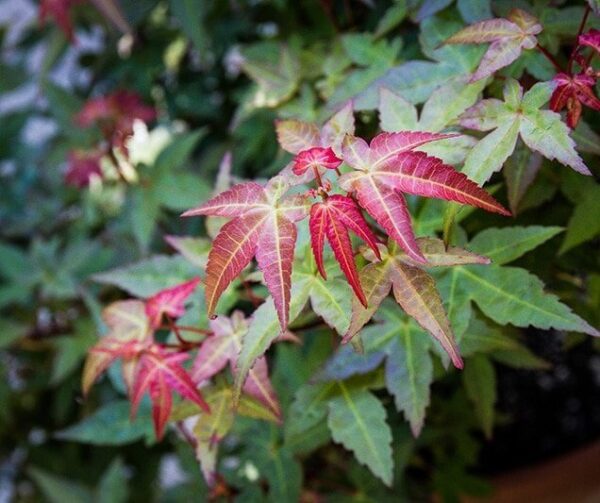 <i>Acer palmatum</i> 'Beni-hime'