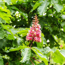 Aesculus x carnea 'Briotii' in bloom: striking pink and white flowers amidst lush green foliage.