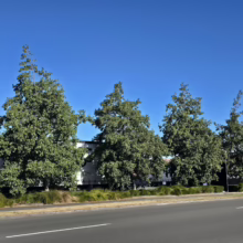Four Alnus cordata trees with lush green foliage line a road under a clear blue sky. These Italian Alder trees offer shade and beauty.