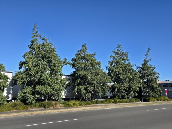 Alnus cordata - Image 3