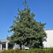 Lush Alnus cordata tree with dense green leaves, thriving against a bright blue sky. A robust specimen.