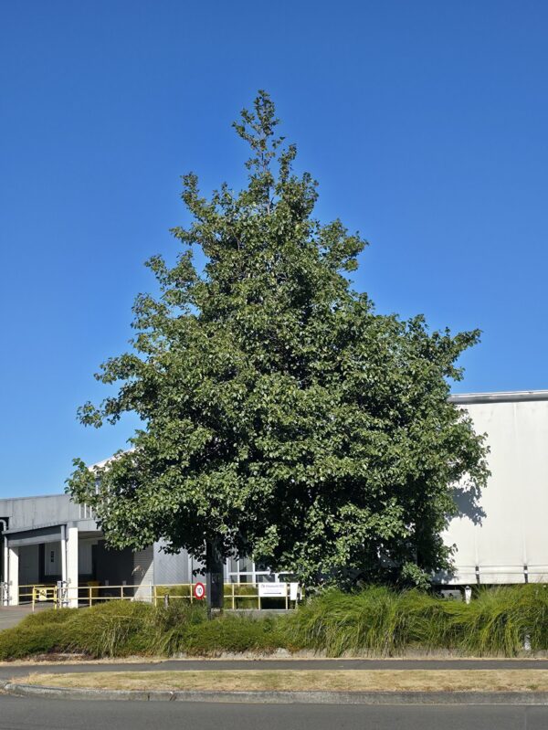 Alnus cordata - Image 5
