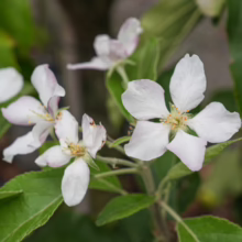 Delicate white and pale pink Apple ‘Granny Smith’ blossoms with bright yellow centers and fresh green leaves