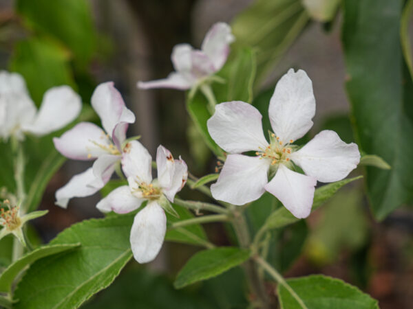 <i>Malus domestica</i> 'Granny Smith' - Image 3