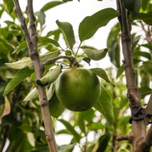 Green Apple 'Granny Smith' on the branch, surrounded by vibrant leaves. A crisp, tart treat ripening in the orchard.