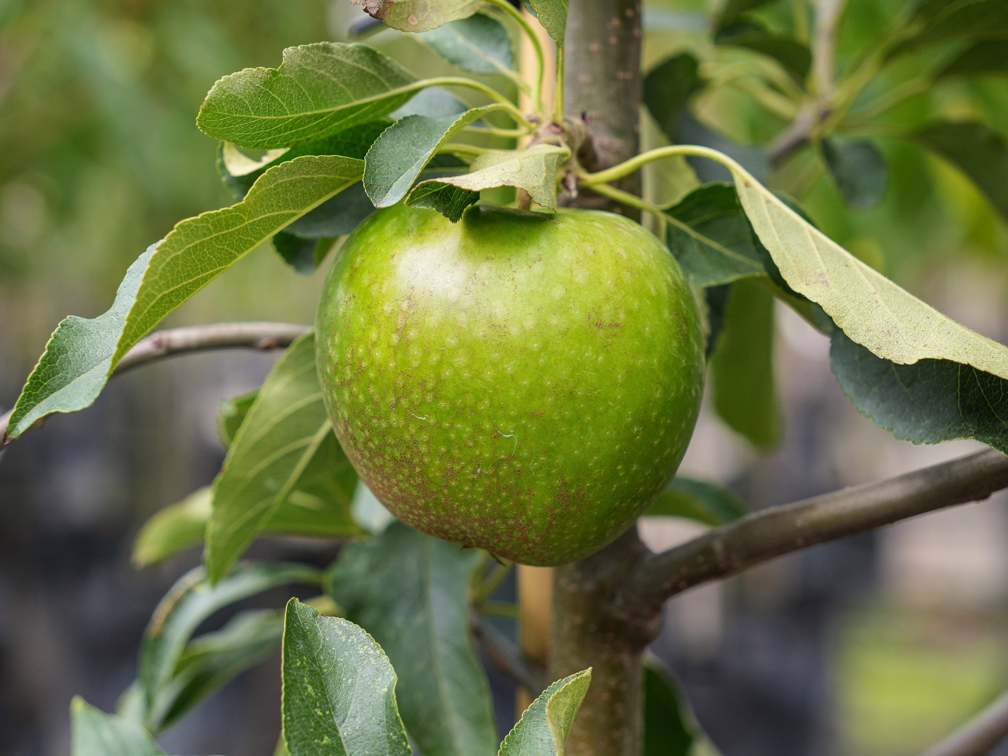 Green Apple ‘Granny Smith’ on the tree, showing its round shape and speckled skin among vibrant green leaves.