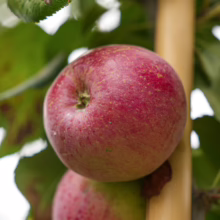 ‘Liberty’ apple: A round, red fruit on a tree branch, ready for picking