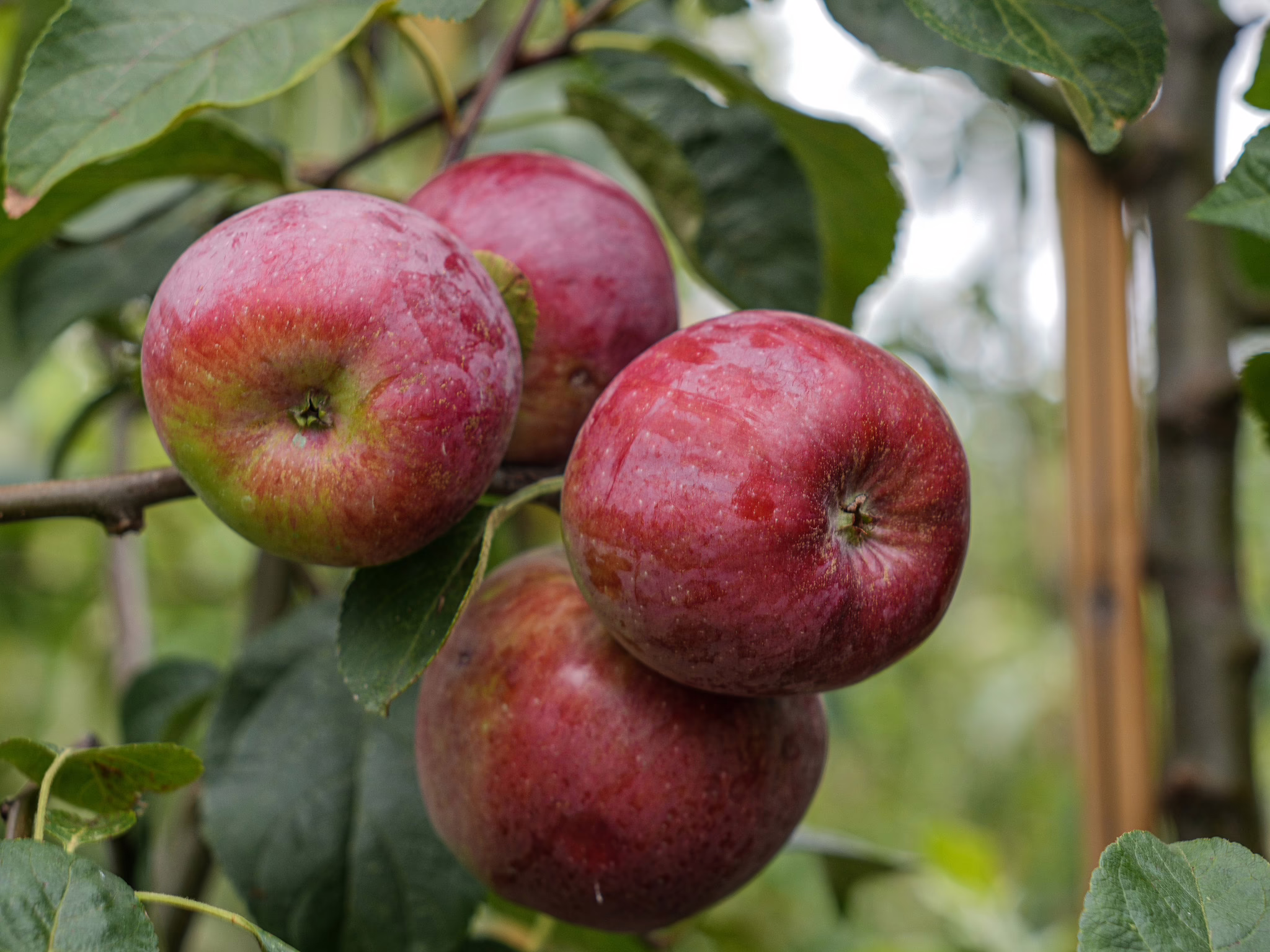 Four ripe red Apple ‘Liberty’ fruits hang on a branch amidst green leaves, ready for harvest.