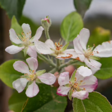 Apple ‘Royal Gala’ blossoms: delicate white petals tinged with pink, surrounding yellow stamen, amidst green leaves.