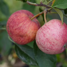 Two ripe ‘Royal Gala’ apples hang on a branch, showcasing their red and yellow speckled skin, ready for harvest.