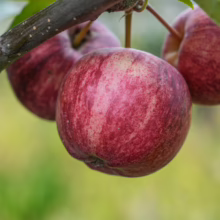 Royal Gala apples on the branch. Red and cream striped skin, fresh from the orchard.