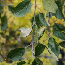 Apple ‘Wandin Glory’ tree branch with dark green leaves, some showing early signs of autumn color change
