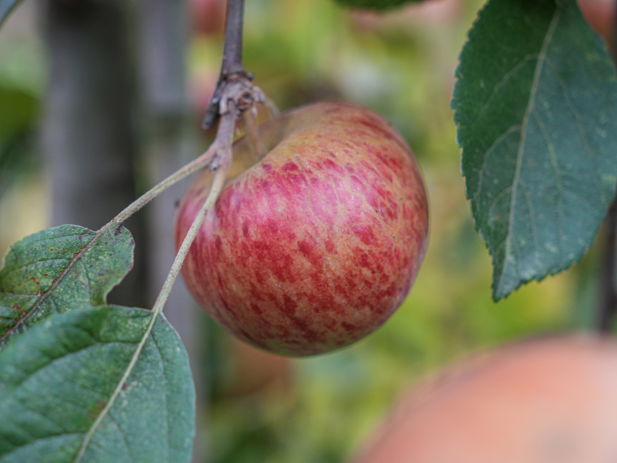 Ripe Apple ‘Wandin Glory’ hanging on the tree, showing its red and speckled skin, ready for harvest. A perfect autumn treat!