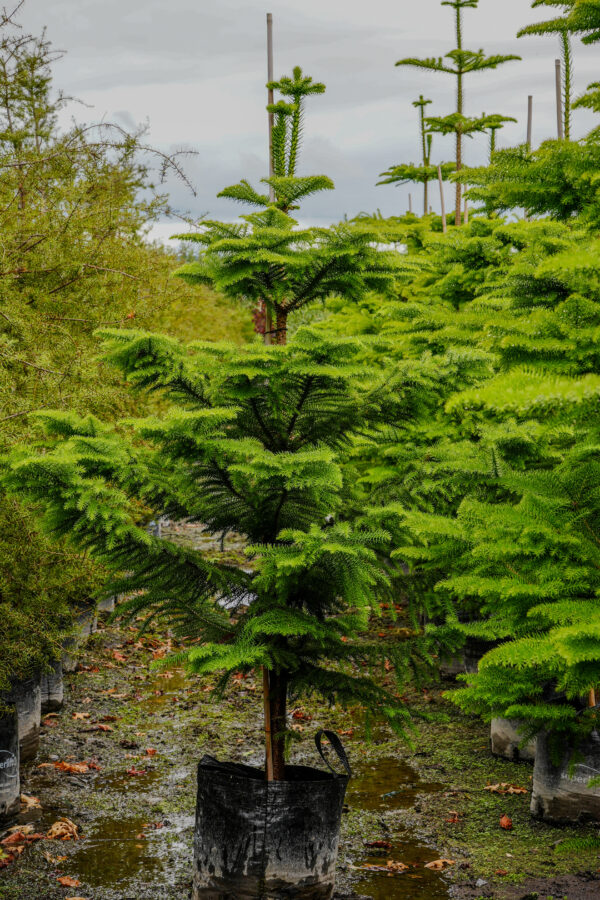 <i>Araucaria heterophylla</i> - Image 2