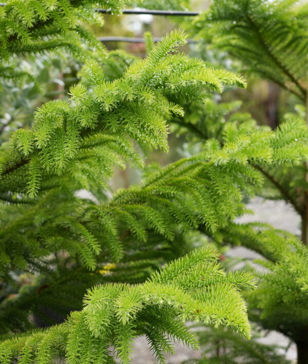 <i>Araucaria heterophylla</i> - Image 3