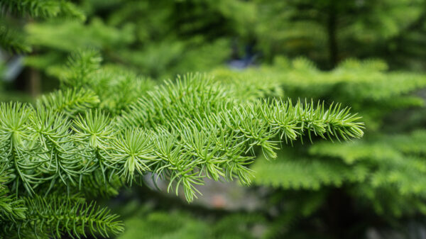 <i>Araucaria heterophylla</i> - Image 6