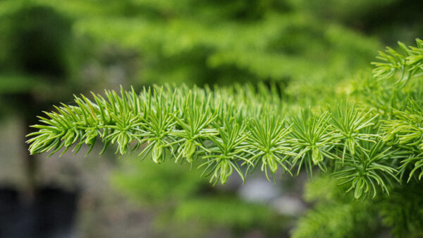 <i>Araucaria heterophylla</i> - Image 7