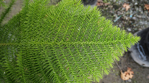 <i>Araucaria heterophylla</i> - Image 5