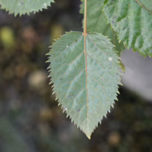 Aristotelia serrata leaf, showing serrated edges and prominent veins on a textured green surface