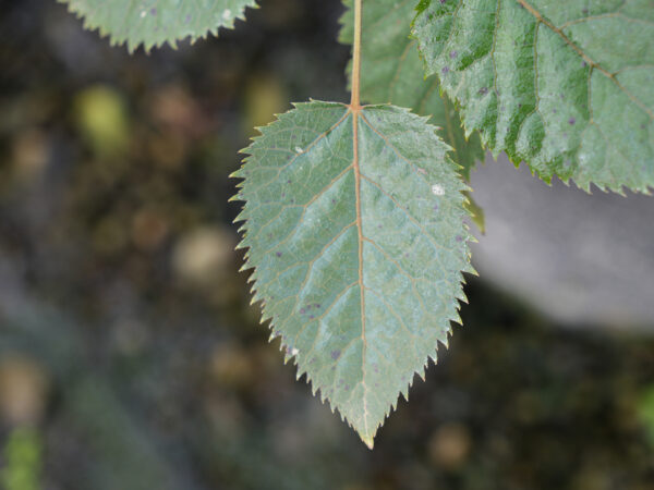 <i>Aristotelia serrata</i> - Image 4