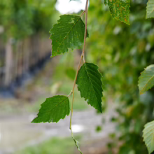 Betula nigra 'Summer Cascade' branch with vibrant green leaves and serrated edges, showcasing its weeping form