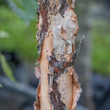 Betula nigra 'Summer Cascade' trunk close-up: peeling bark reveals layers of tan, cream, and dark brown hues, creating a textured, patterned effect.