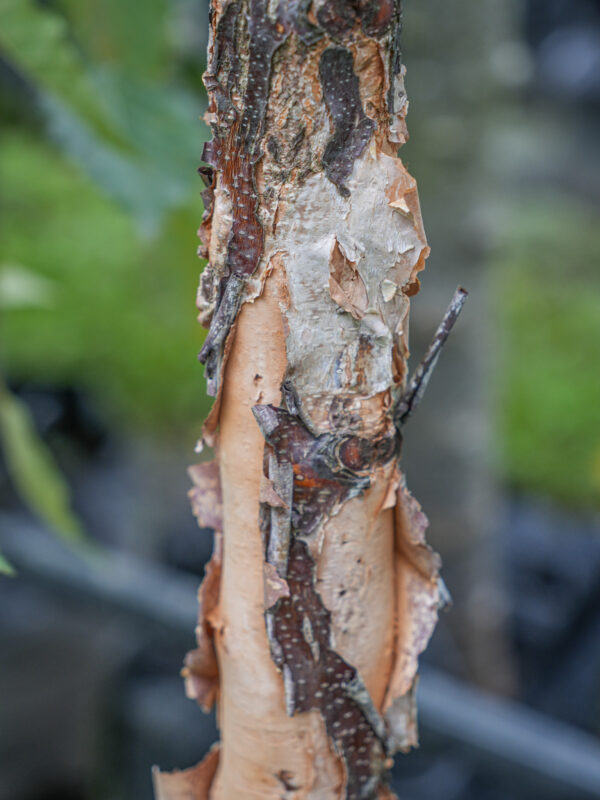 <i>Betula nigra</i> 'Summer Cascade' - Image 5