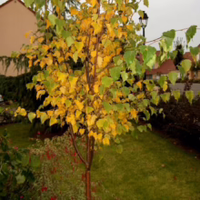 Betula platyphylla var. japonica tree showing green and yellow leaves, a beautiful specimen for the garden.