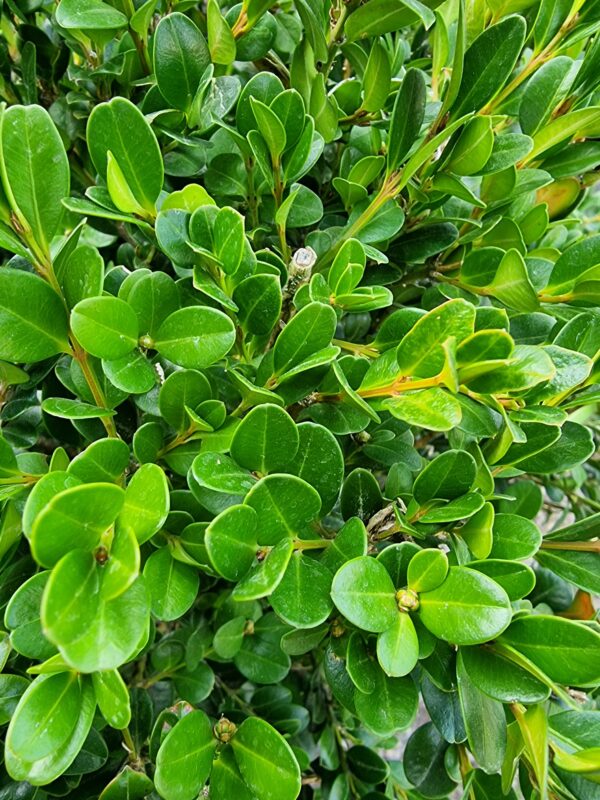 <i> Buxus </i> 'Green Gem' - Image 2