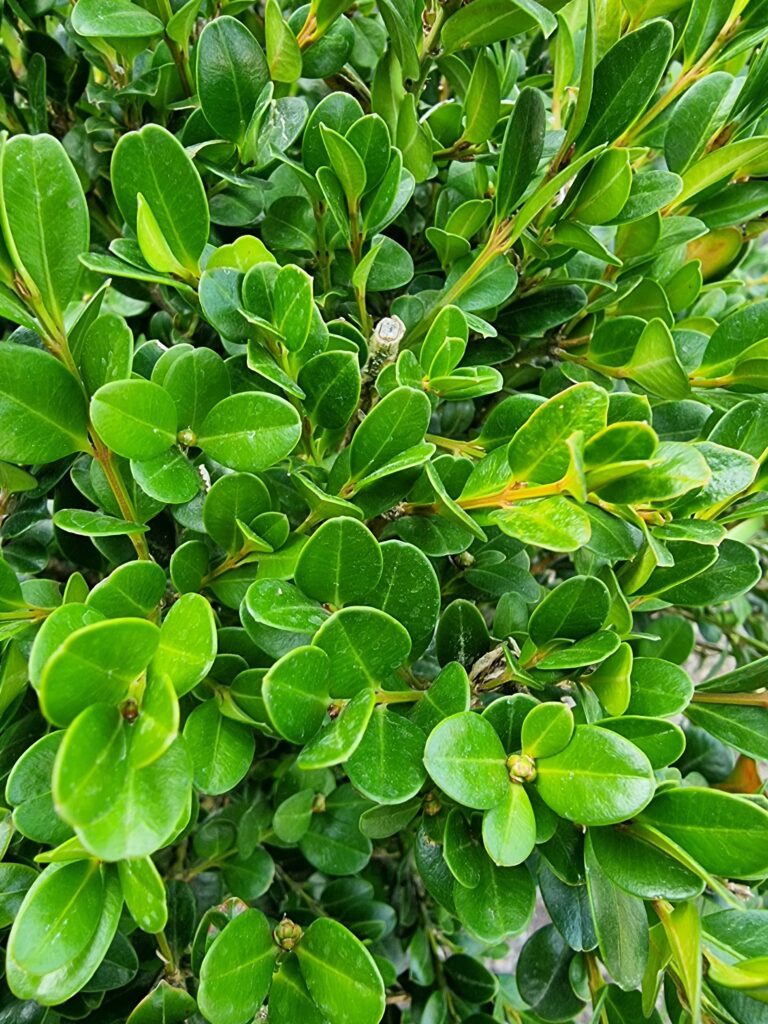 Buxus 'Green Gem' (Boxwood) Foliage