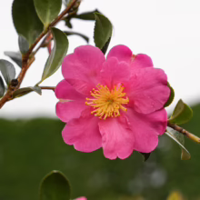 Camellia sasanqua 'Crimson King' flower: vibrant pink petals and bright yellow stamen, blooming on a green-leaved branch