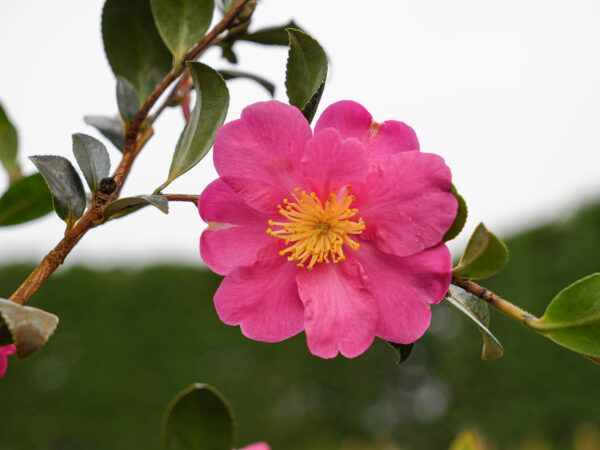 <i>Camellia sasanqua</i> 'Crimson King' - Image 5