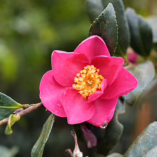 Camellia sasanqua 'Crimson King' flower: vibrant pink petals surround a bright yellow center, framed by glossy green leaves.