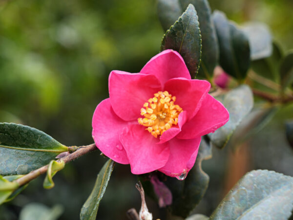<i>Camellia sasanqua</i> 'Crimson King' - Image 4