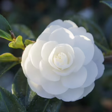 Camellia sasanqua 'Early Pearly' bloom: A pristine white flower with layered petals, surrounded by glossy green leaves.