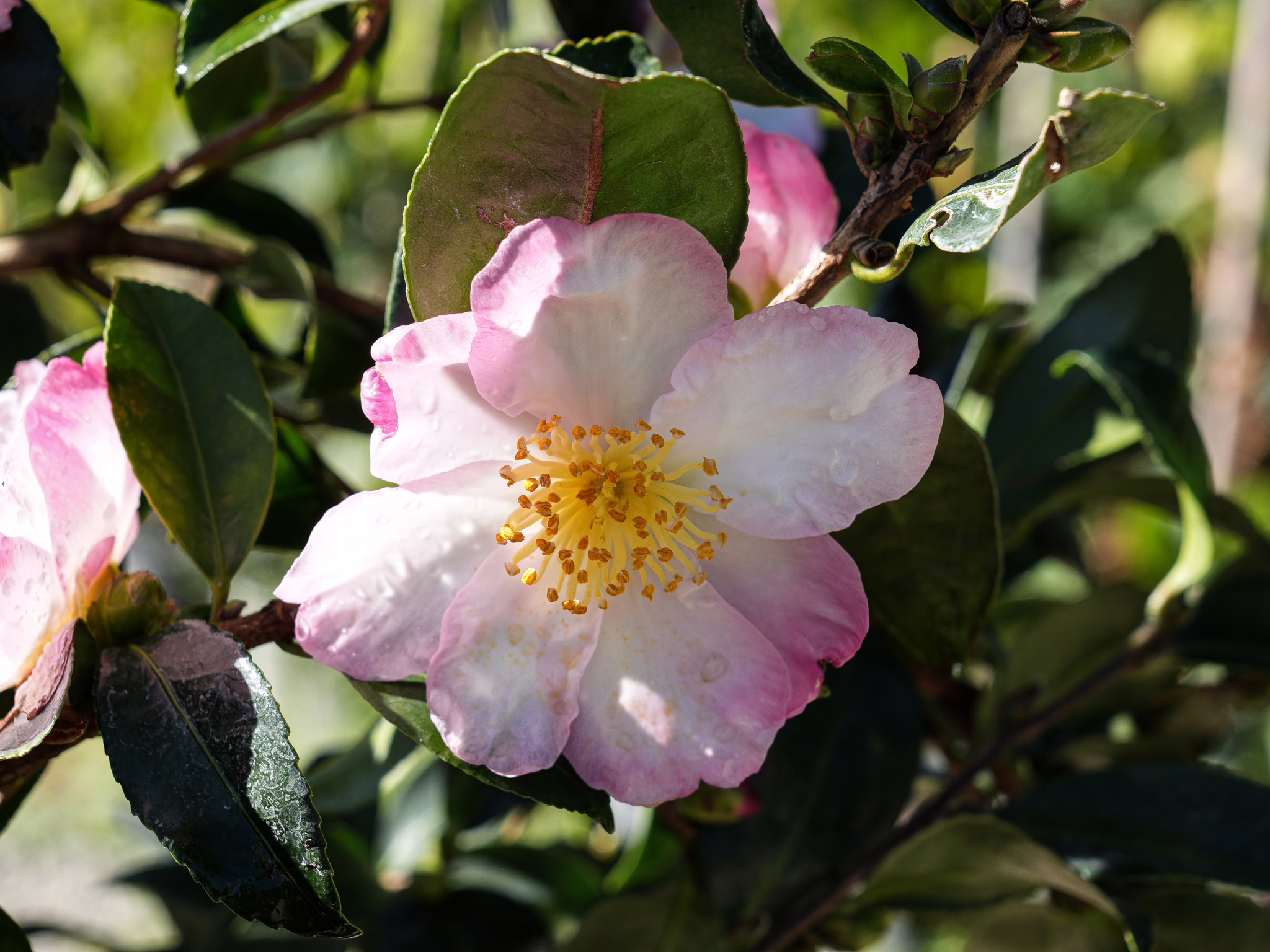Camellia sasanqua 'Gay Border' flower, white petals edged in pink, with bright yellow stamens and glossy green leaves