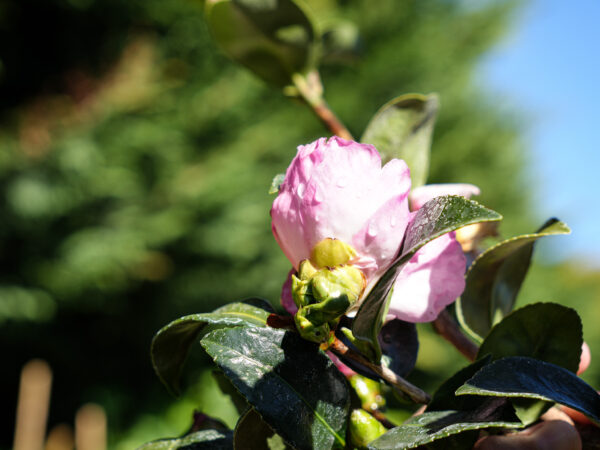 <i>Camellia sasanqua</i> 'Gay Border' - Image 4