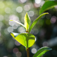New growth on a Camellia sasanqua 'Gay Border' plant, featuring bright green leaves against a blurred bokeh background