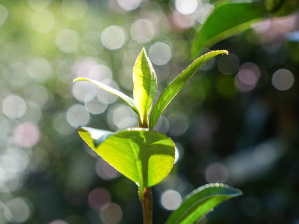 <i>Camellia sasanqua</i> 'Gay Border' - Image 2