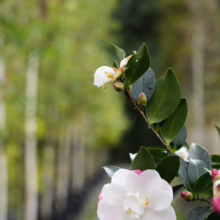 Camellia sasanqua ‘Paradise Blush’ blossom: White petals with delicate pink edges, surrounded by glossy green leaves and buds.