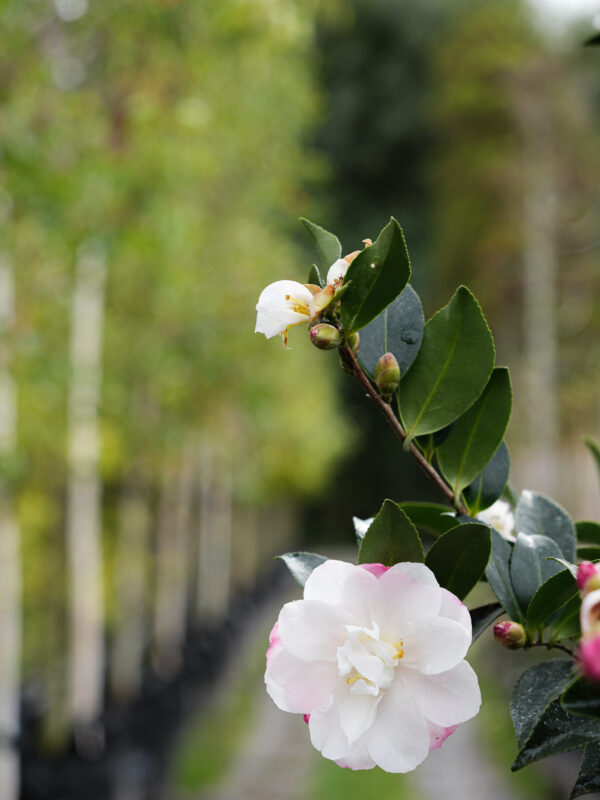 <i>Camellia sasanqua</i> 'Paradise Blush' - Image 6