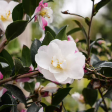 Camellia sasanqua 'Paradise Blush' flower, a white bloom with blush pink edges, surrounded by glossy green leaves and buds on a branch.